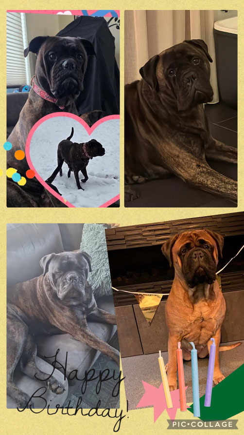 boven l/r: Rosa, Ole, Loet en Rosie