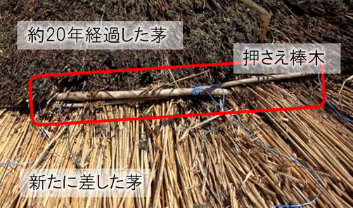 茅葺屋根の葺き替え　差し茅作業　押さえ棒木で茅を固定する
