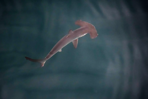 Young smooth hammerhead Photo: Sophie Cooke/Greenpeace