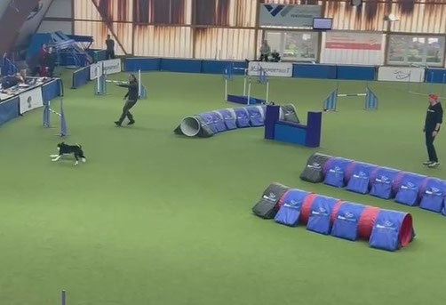 In einer großen Halle mit grünem Kunstrasen sind mehrere blaue und rote Tunnel für Hundesport aufgebaut. Ein kleiner schwarzer Hund läuft auf dem Spielfeld, während zwei Personen in Sportkleidung in der Nähe stehen.