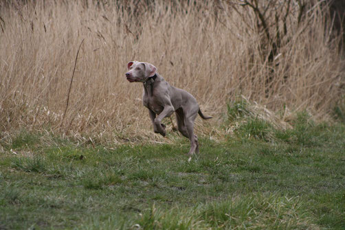 Foto: Andreas Bumb, Nera beim Jagdkontrolltraining (Urlaub mit Hund in den Niederlanden)