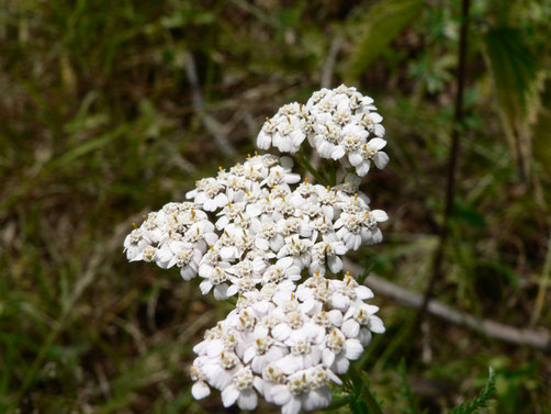 Blühende Schafgarbe - tolles Gewürz- und Heilkraut