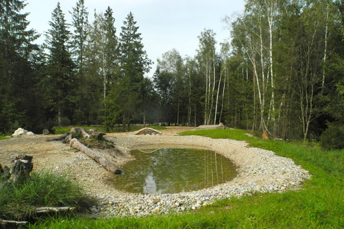 Laichgewässer mit Totholz