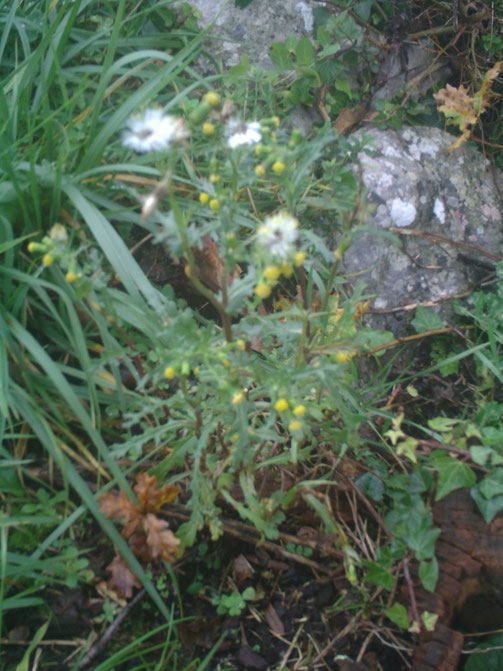 Sénéçon, plateau de labeaume, plante médicinale