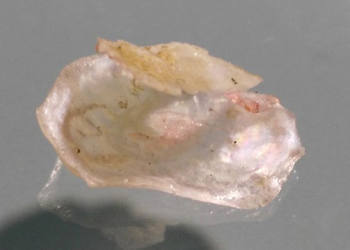 Anomia ephippium var. membranacea, Santa Severa