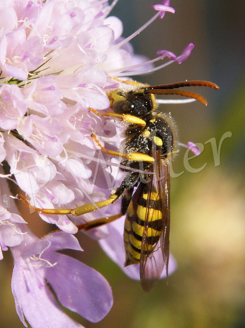 Bild: Nomada spec., Wespenbiene, Männchen nektartrinkend an einer Skabiose