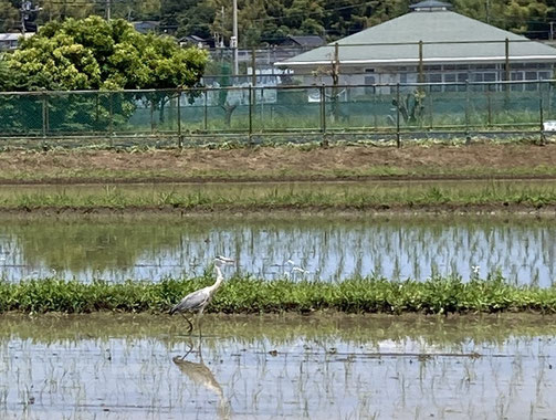 横浜寺家ふるさと村の田圃とアオサギ