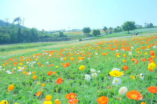 花観光農園 世羅高原6次産業ネットワーク