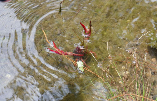 京都御苑・出水の小川の中にザリガニがいました。棒でつつくと、怒ってはさみを振り上げました。