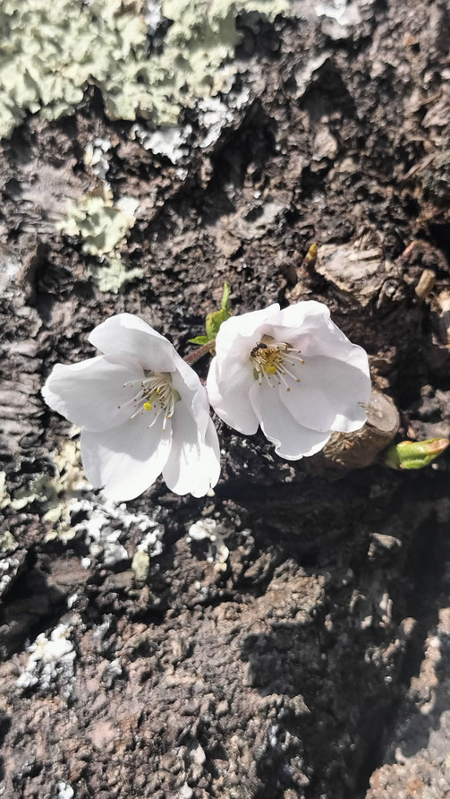 桜がプチ開花。雫石川園地の桜並木の見頃は今週末くらいから始まるかと。2026/4/14撮影