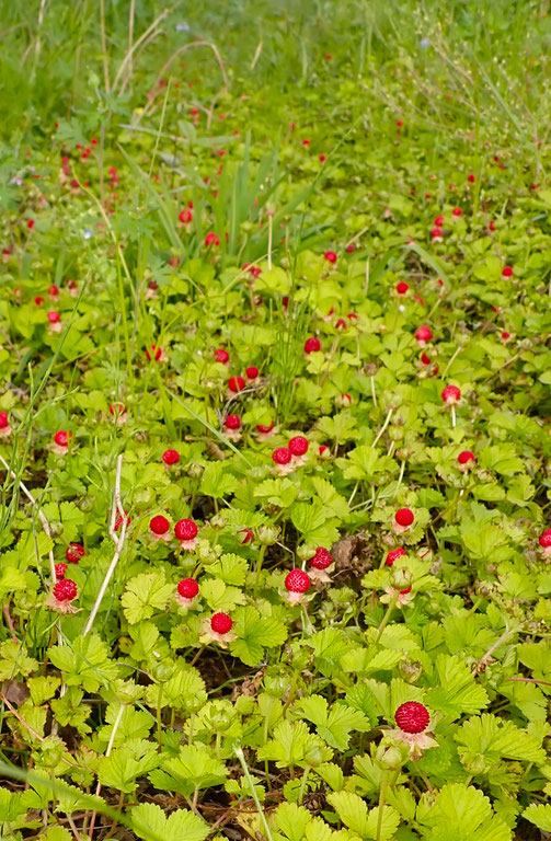 ヘビイチゴを焼酎やウオッカに漬け込んだチンキを虫刺されの常備薬で使っています＠すどう農園