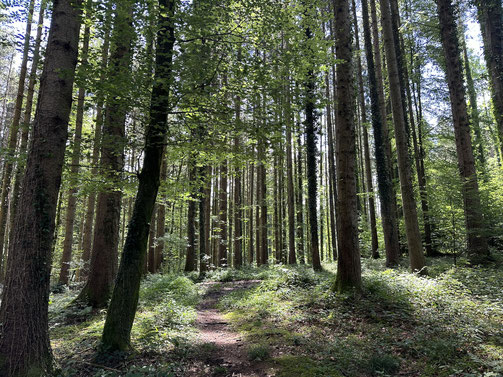Waldpassagen waren urig und ab und zu herausfordernd