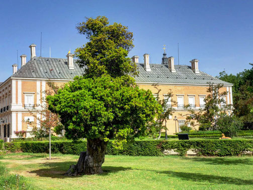 MADROÑO DEL PARTERRE. ARANJUEZ. MADRID.