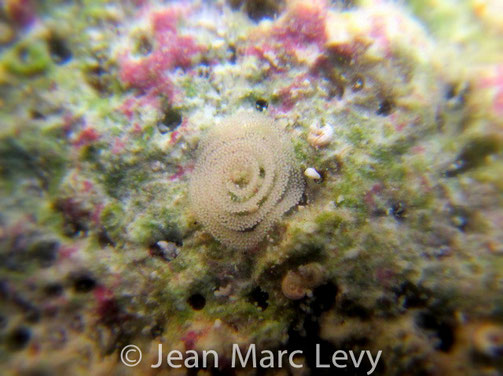 Pontes Flabellina bicolor