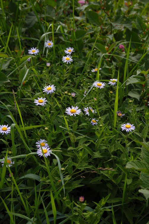 ハコネギク (箱根菊)　キク科 シオン属