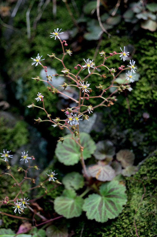 ホシザキユキノシタは筑波山のみに生育します。　茨城県RLで絶滅危惧1A類