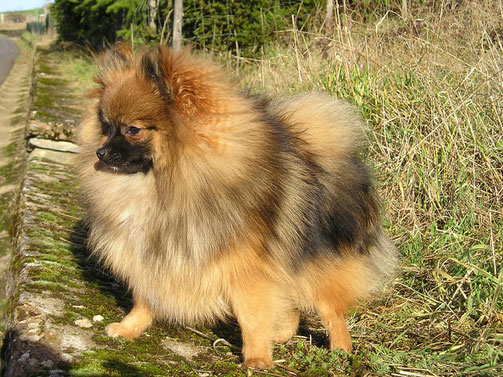 Das ist ein Pomesanien Zwergspitz