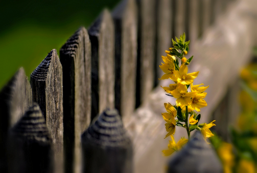 Gelbe Blume mit Holz-Gartenzaun im Hintergrund
