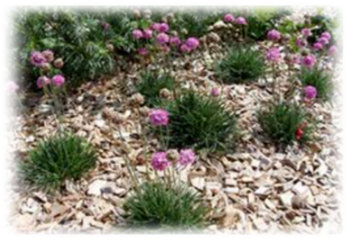 plaquette bocagère fleurie dans massif de fleurs