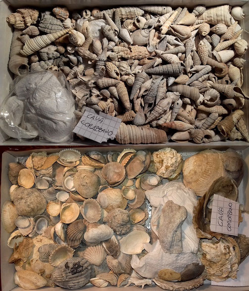 Alcuni dei fossili rinvenuti nella cava Corazzano.