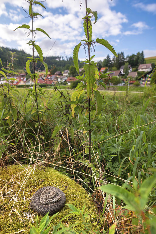 Adder at the edge of a small village