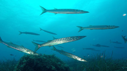 barracuda in caccia