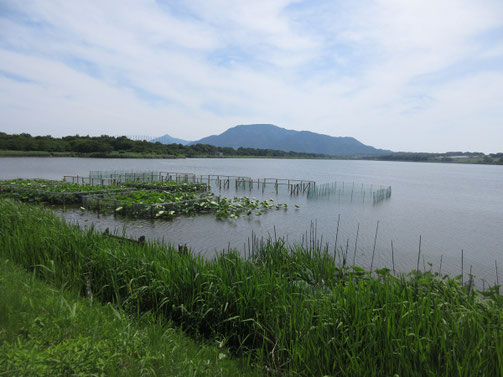 角田浜に近い、佐潟（さかた）　遠景の山は角田山