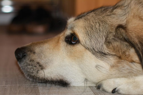 INNER OCEAN Live Online Session Du und Dein Hund - Tierkommunikation live mit Annette Voigt