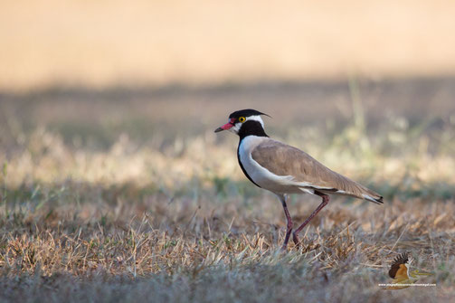 Vanneau à tête noire vanellus tectus