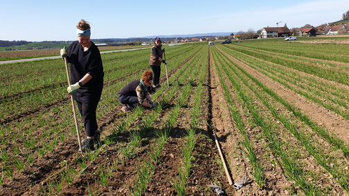 Biodynamisch#Bio Zwiebeln#Bio Landwirtschaft#Demeter