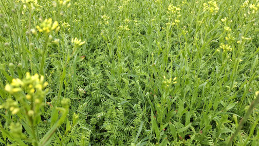 Biodynamisch#Linsen#Leindotter#Bio #Bio Landwirtschaft#Demeter