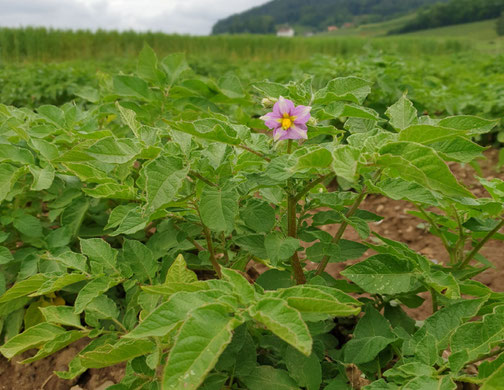 Blühende Kartoffelpflanze Demeter
