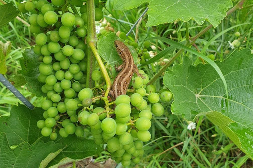 #Demeter#BioSuisse#Biodiversität#Zürcher Weinland#Pro Weinland