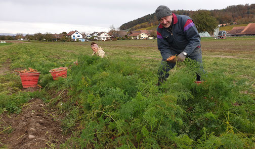 Biodynamisch#Karotten#Bio Karotten#Bio Landwirtschaft#Demeter