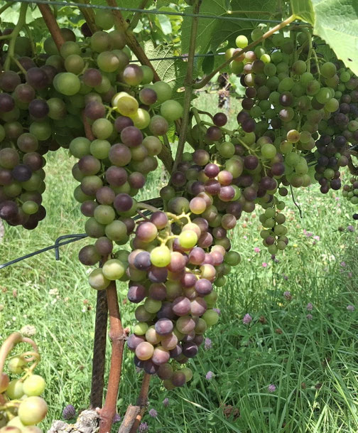 Biodynmaischer Wein