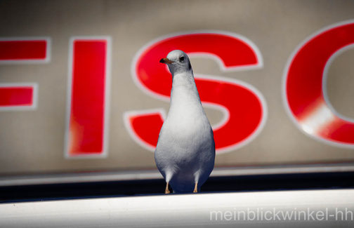 Fischbrötchen Möwe Hamburg Hafen Landungsbrücken Fisch Elbe