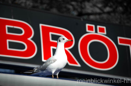 Hafen Fisch Fischbrötchen Möwe Elbe Hamburg Kiosk