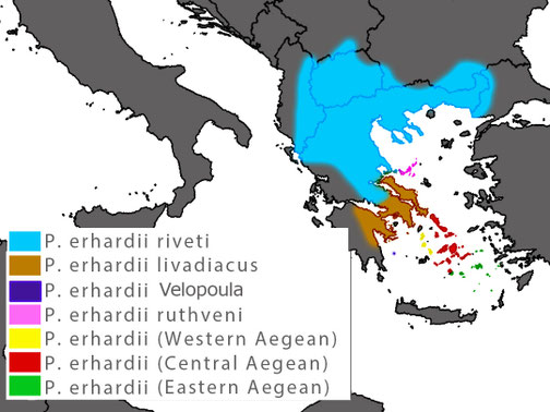 Podarcis erhardii