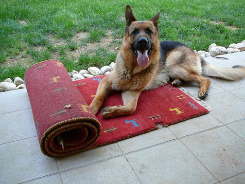 Cervignano del Friuli- Tabriz carpet Udine di zarepour via molin nuovo, pipi cane, e gatto sul tappeto, odore, buco 