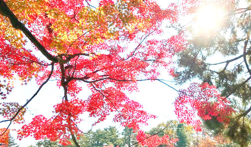 １１月の京都御苑の様子　色あざやかな紅葉にが見ごろです