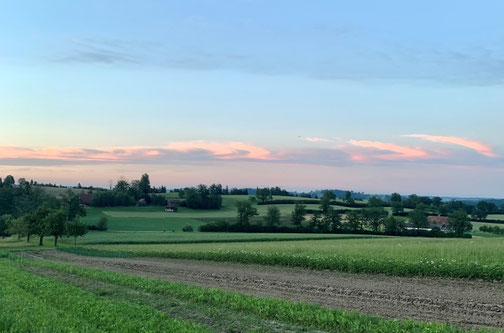 Gemüsefläche mit Ausblick auf Grosswanger Seite des Wellbergs