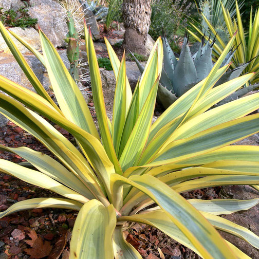 Yucca gloriosa Bright Star
