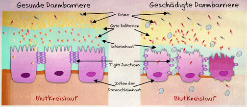 <img source='pic.gif' alt='Deutscher Spitz Preußenspitz Ernährung Durchfall' />.