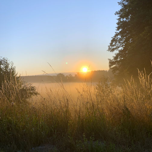 Sonnenaufgang über einer nebligen Wiese am Waldrand. 