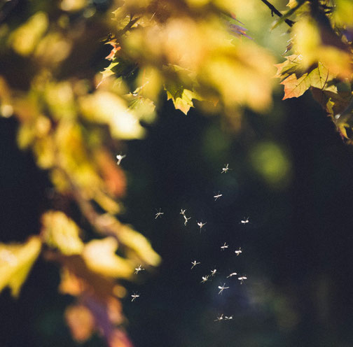 Mückenschwarm fliegt im Gegenlicht unter herbstlichen Blättern. 