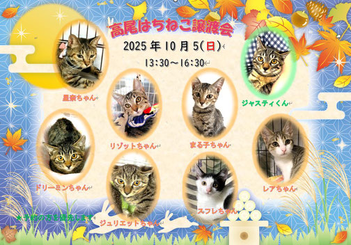 はちねこ様 譲渡会情報 - はちねこ