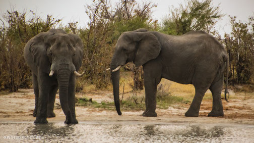 Elephant Sands Lodge Botswana