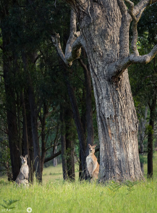 landscape photography sicart blue mountains kangaroo megalong valley wildlife photography