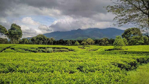 Pangalengan Lakes & Tea highlands