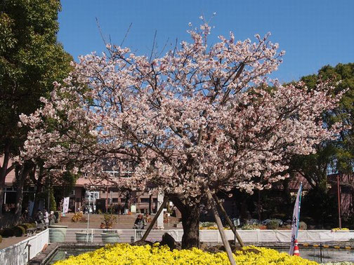 玉縄 桜 (たまなわざくら )独 自 に 育 成し た 早 咲 き 桜 
